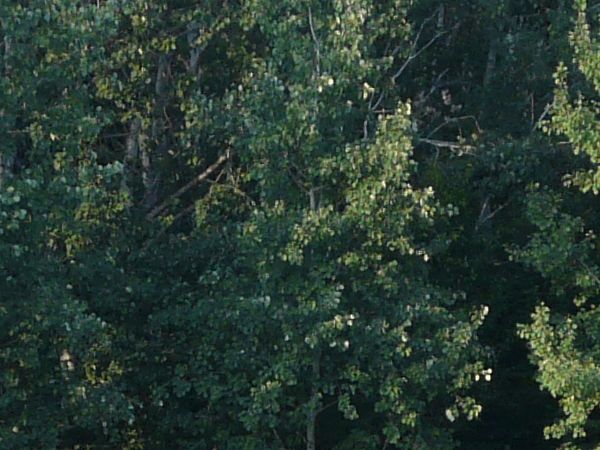 forest side view texture